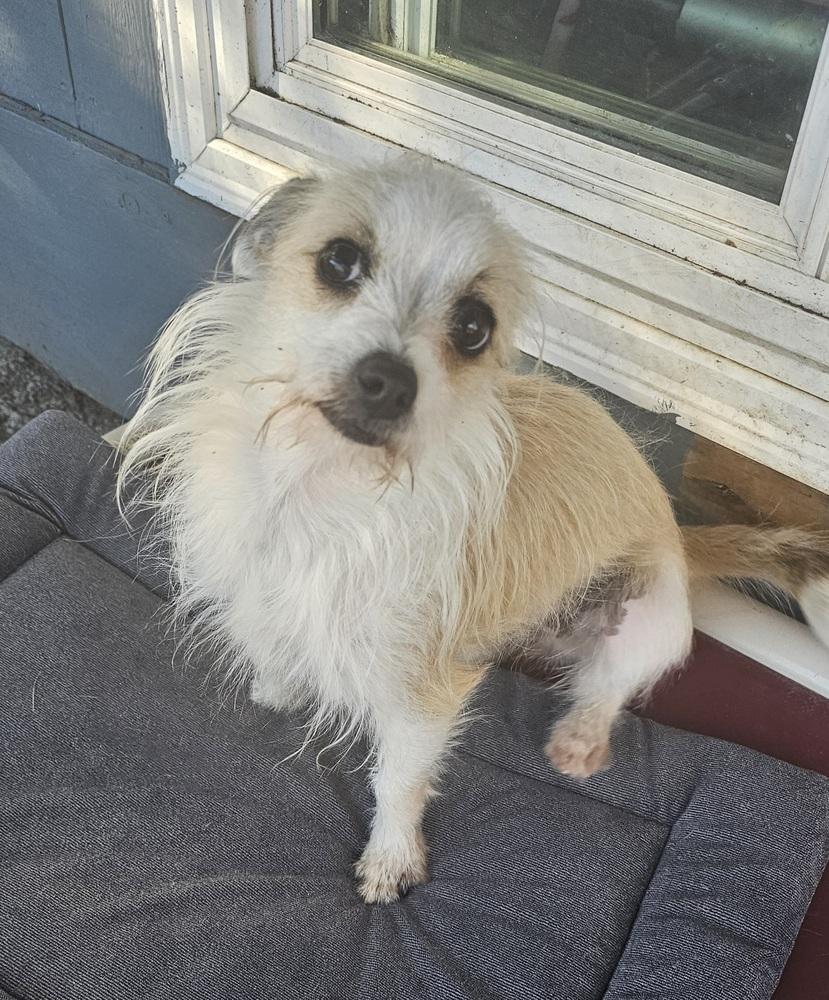 Enlarge Lainey, a Adoptable mixed breed in Santa Rosa, CA image 1/2