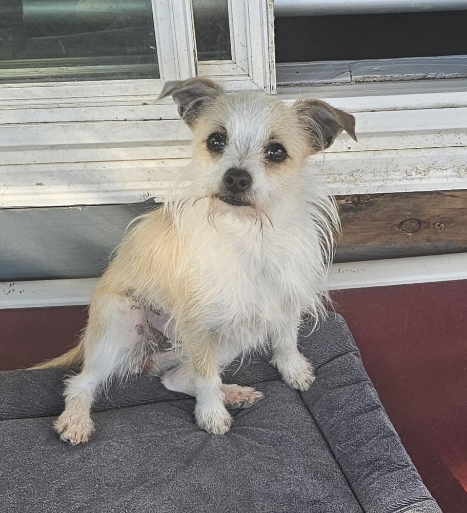 Enlarge Lainey, a Adoptable mixed breed in Santa Rosa, CA image 2/2