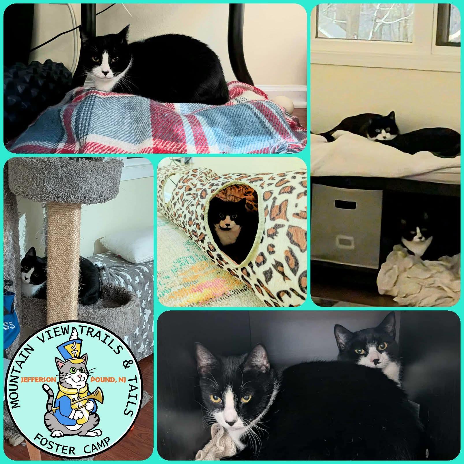 Triskit (& Ritz) - Bonded siblings & longest residents, a Adoptable Domestic Short Hair in Lake Hopatcong, NJ image 3/6