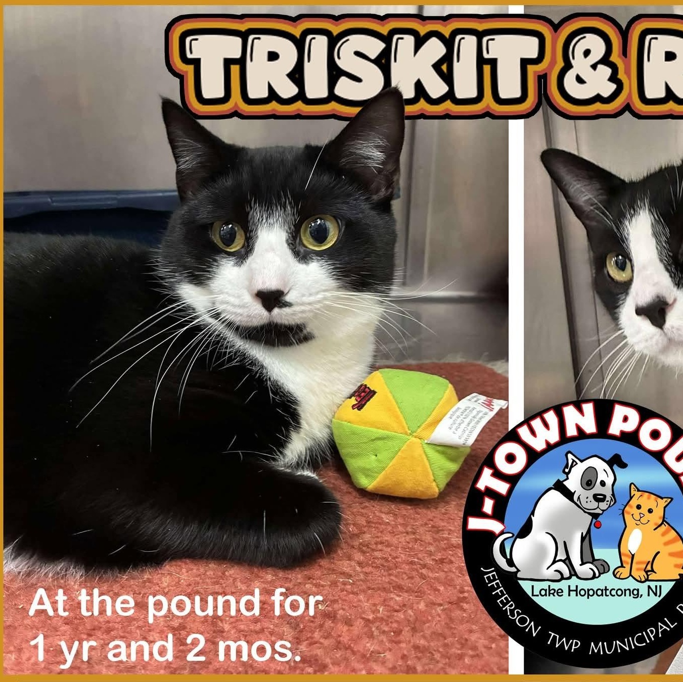 Triskit (& Ritz) - Bonded siblings & longest residents, a Adoptable Domestic Short Hair in Lake Hopatcong, NJ image 1/6