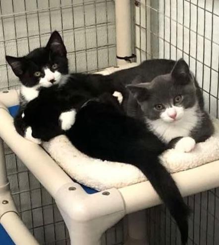Triskit (& Ritz) - Bonded siblings & longest residents, a Adoptable Domestic Short Hair in Lake Hopatcong, NJ image 6/6