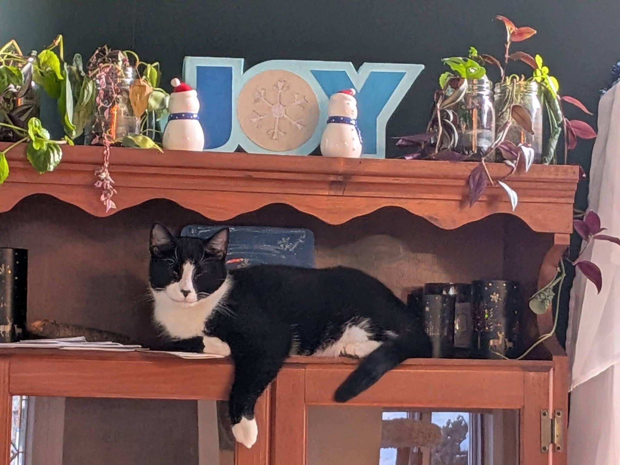 Triskit (& Ritz) - Bonded siblings & longest residents, a Adoptable Domestic Short Hair in Lake Hopatcong, NJ image 5/6