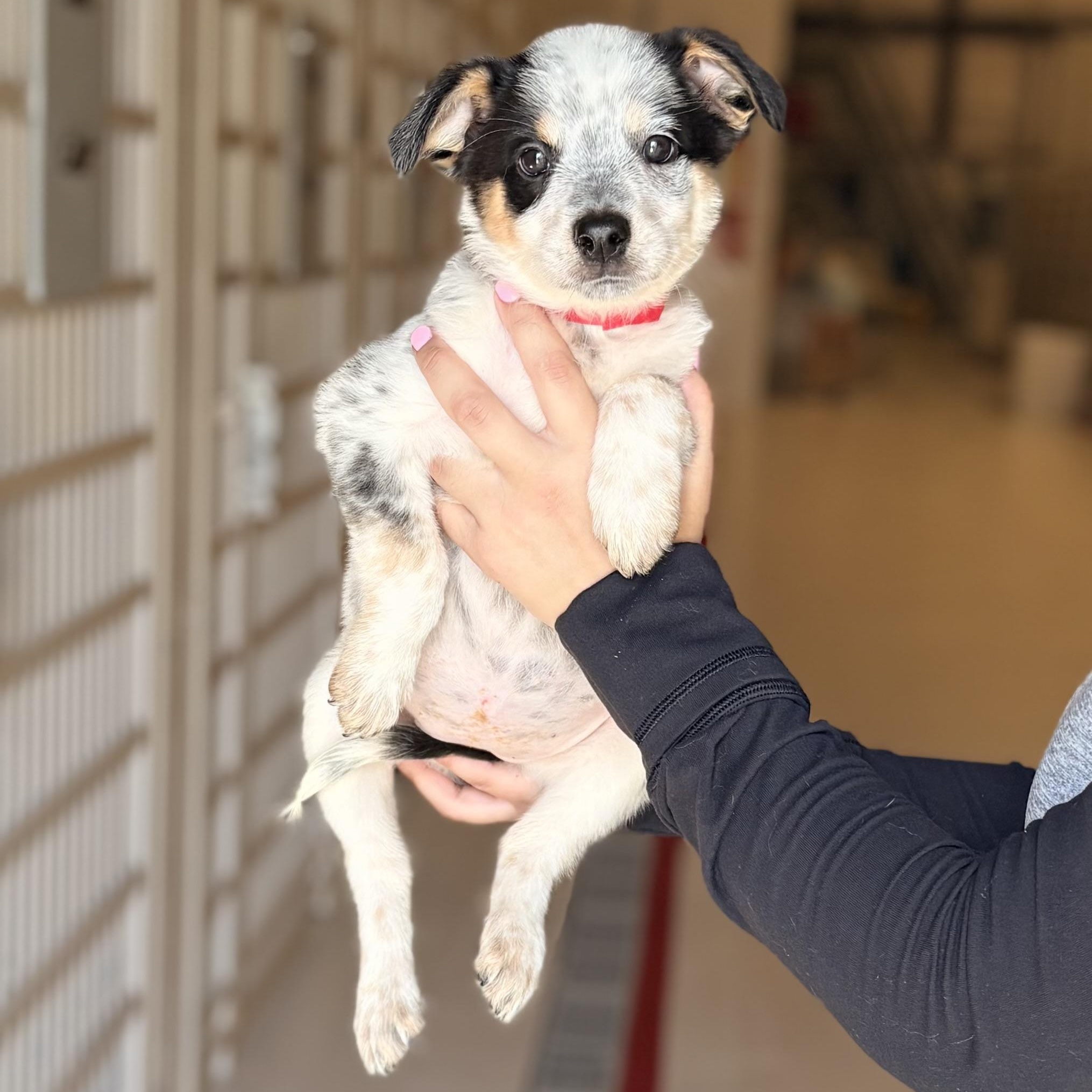 Apricot, Adopted, Puppy Female Australian Cattle Dog / Blue Heeler.