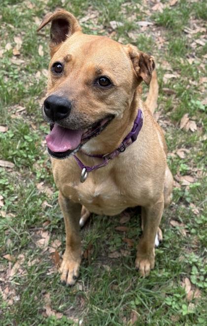 Peony, Adoptable, Adult Female Terrier & Mixed Breed.