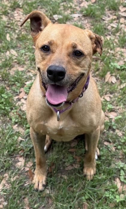 Enlarge Peony, a Adoptable mixed breed in San Antonio, TX image 1/3