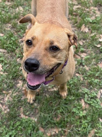 Enlarge Peony, a Adoptable mixed breed in San Antonio, TX image 2/6