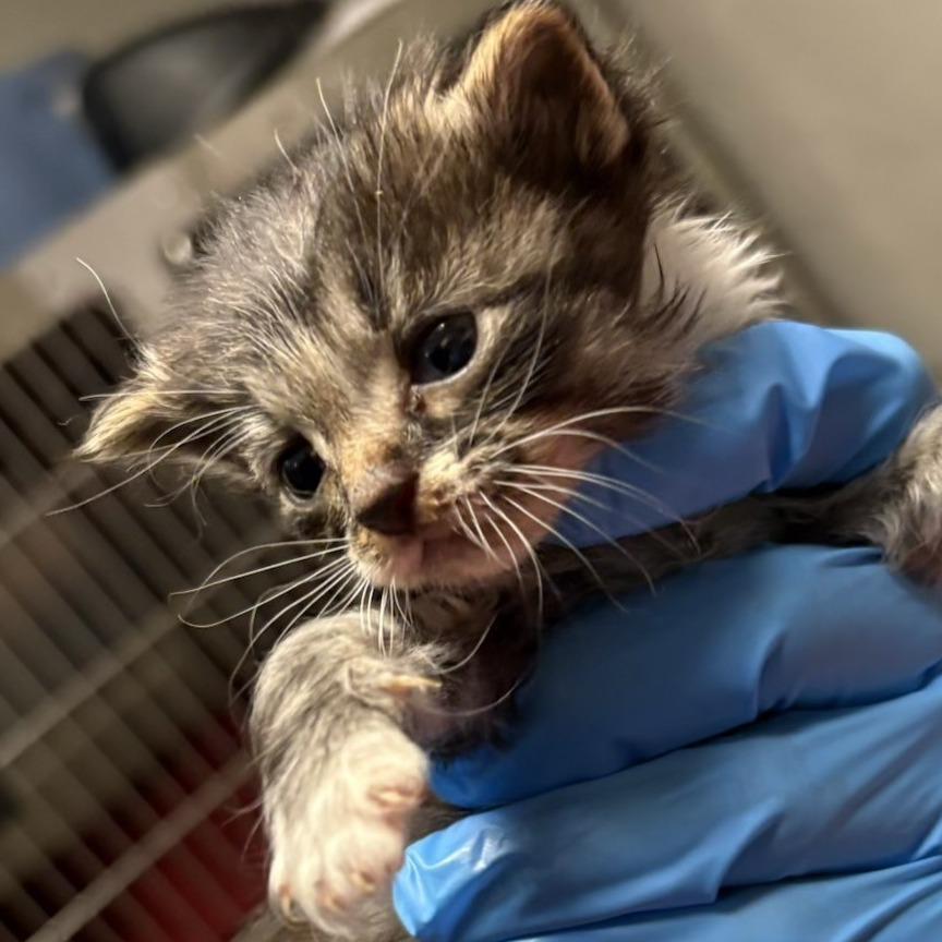 Snuggle, Adoptable, Kitten Male Domestic Short Hair.