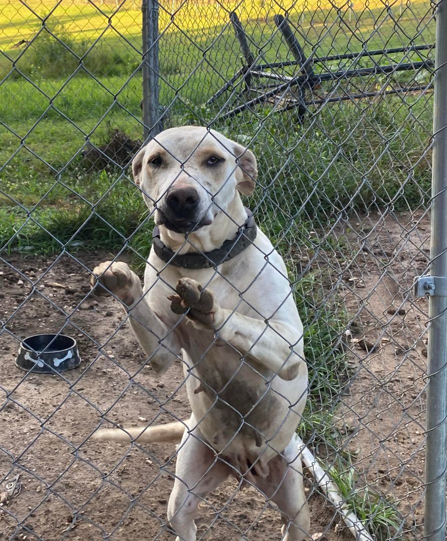Carol, Adoptable, Adult Female Pit Bull Terrier & Labrador Retriever.
