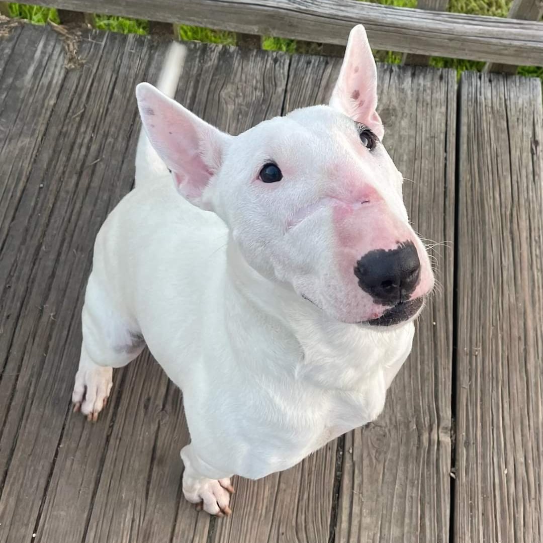 Cici, Adoptable, Young Female Bull Terrier.