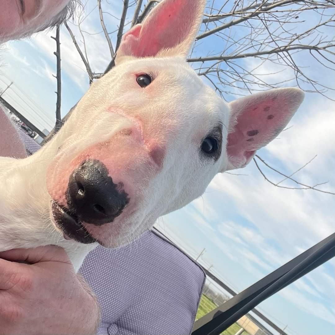Cici, a Adoptable Bull Terrier in Dallas, TX image 2/4