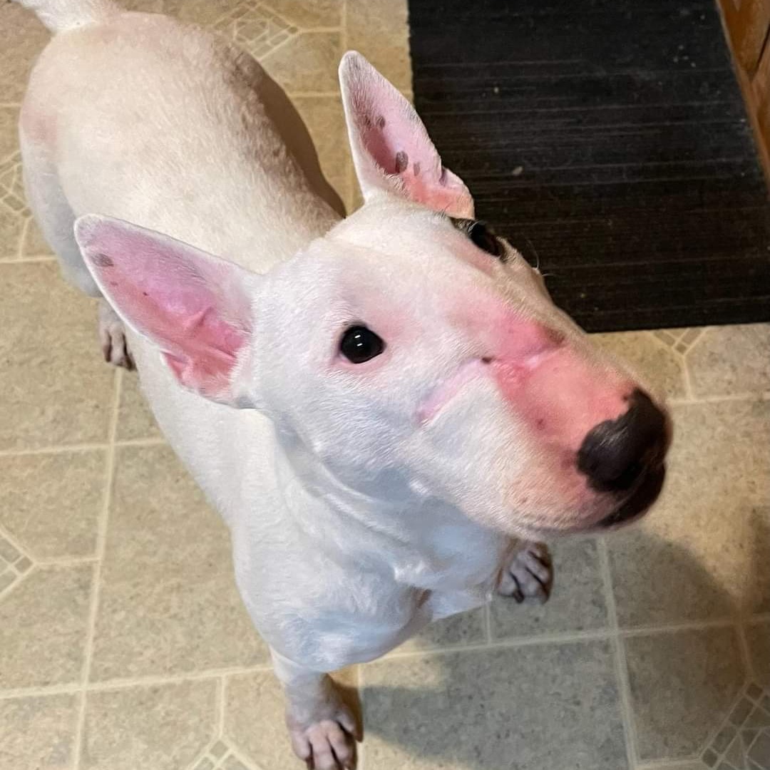 Cici, a Adoptable Bull Terrier in Dallas, TX image 3/4