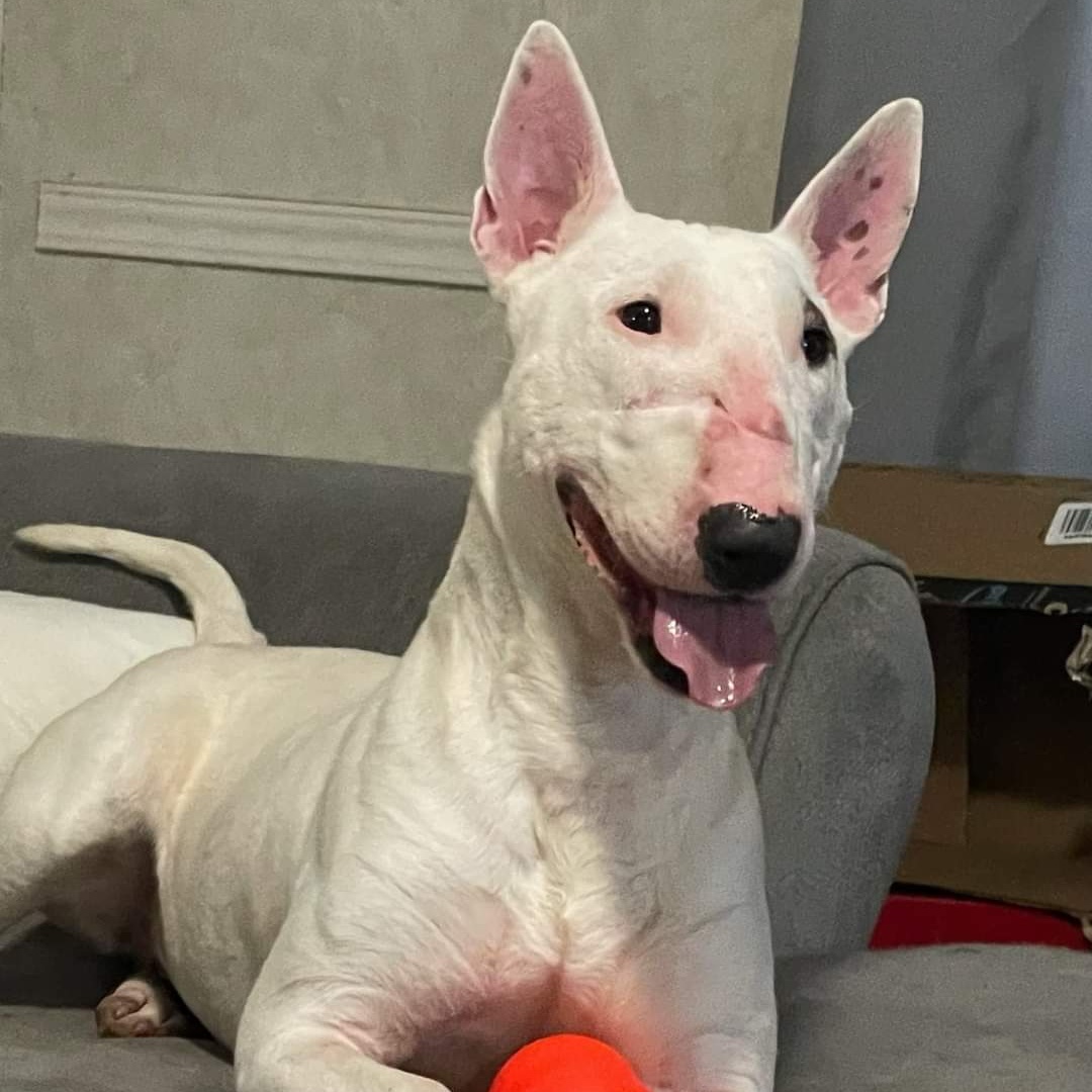Cici, a Adoptable Bull Terrier in Dallas, TX image 4/4