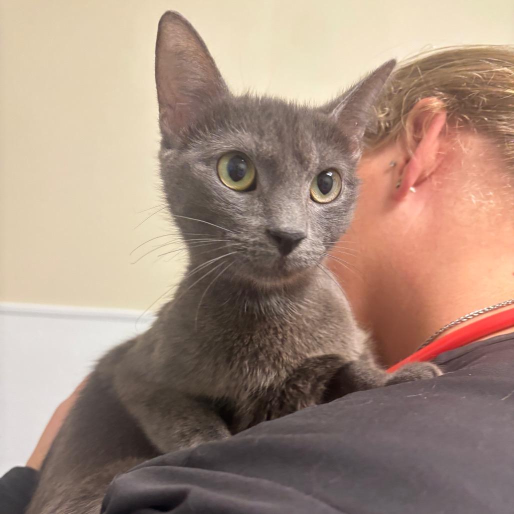 Nancy, Adoptable, Young Female Domestic Short Hair.