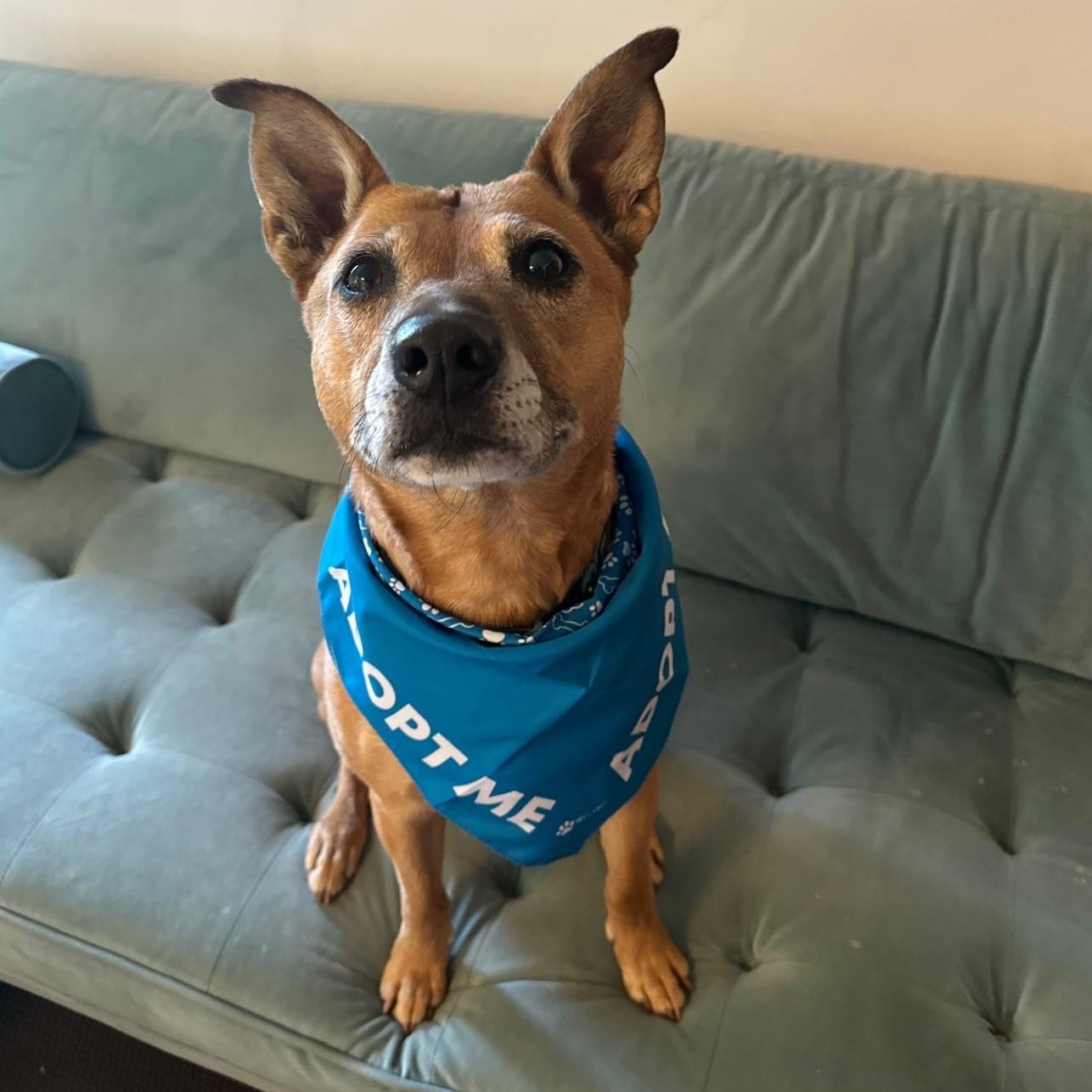 Frannie, a Adoptable mixed breed in Portland, OR image 3/3