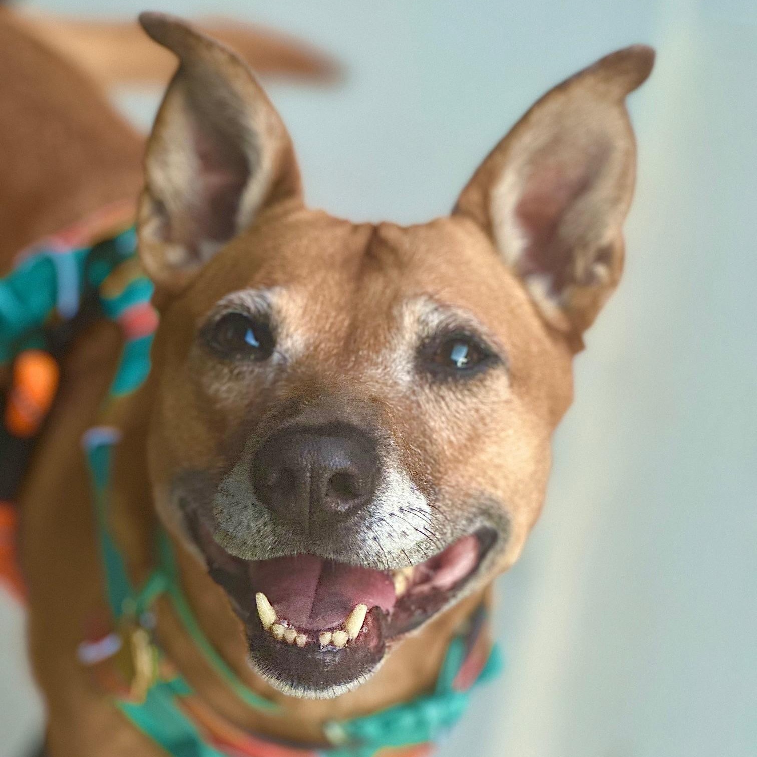 Frannie, a Adoptable mixed breed in Portland, OR image 1/3