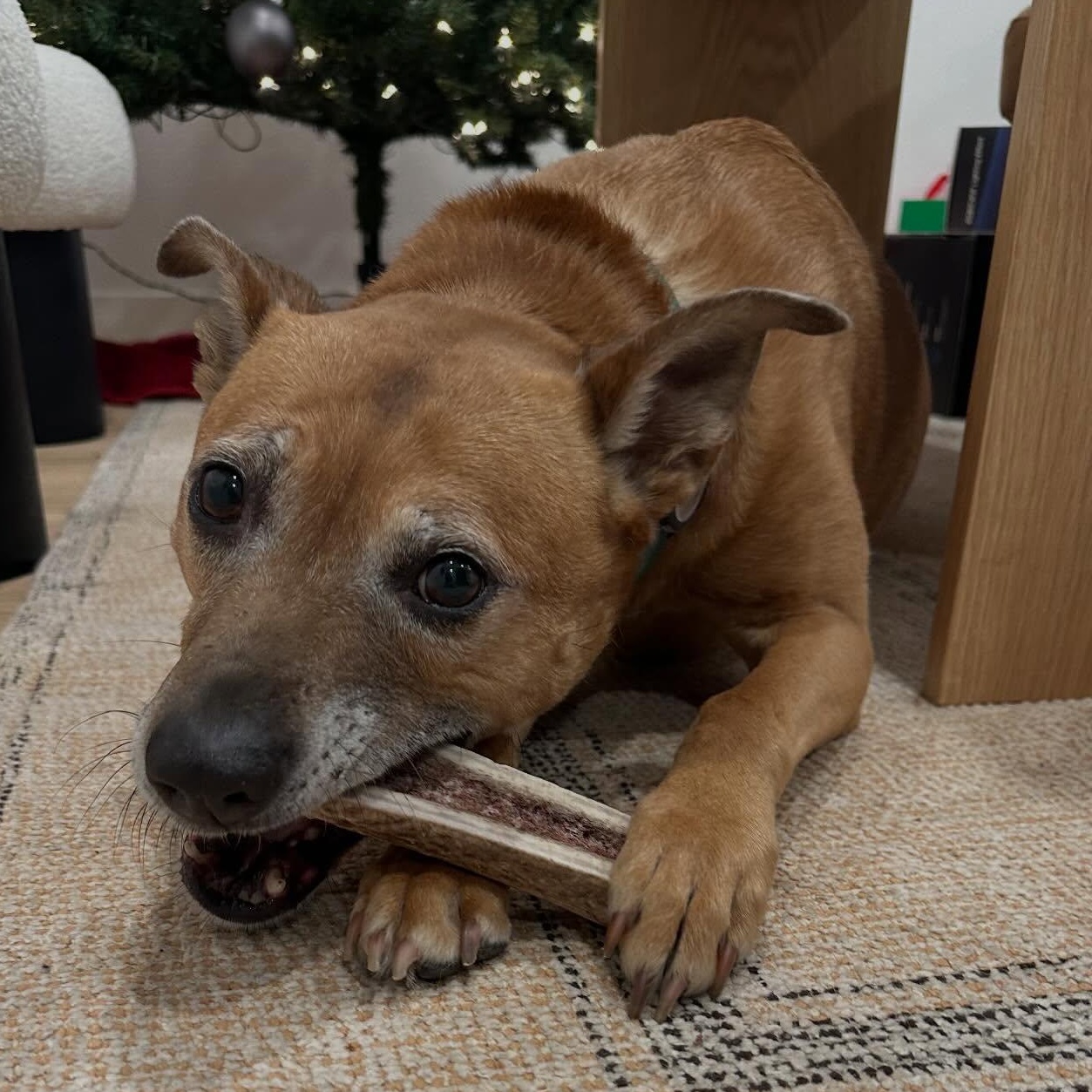 Enlarge Frannie, a Adoptable mixed breed in Portland, OR image 1/4