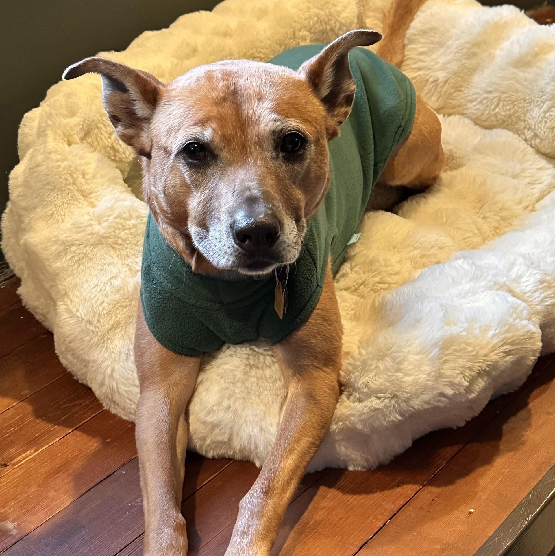 Enlarge Frannie, a Adoptable mixed breed in Portland, OR image 3/6