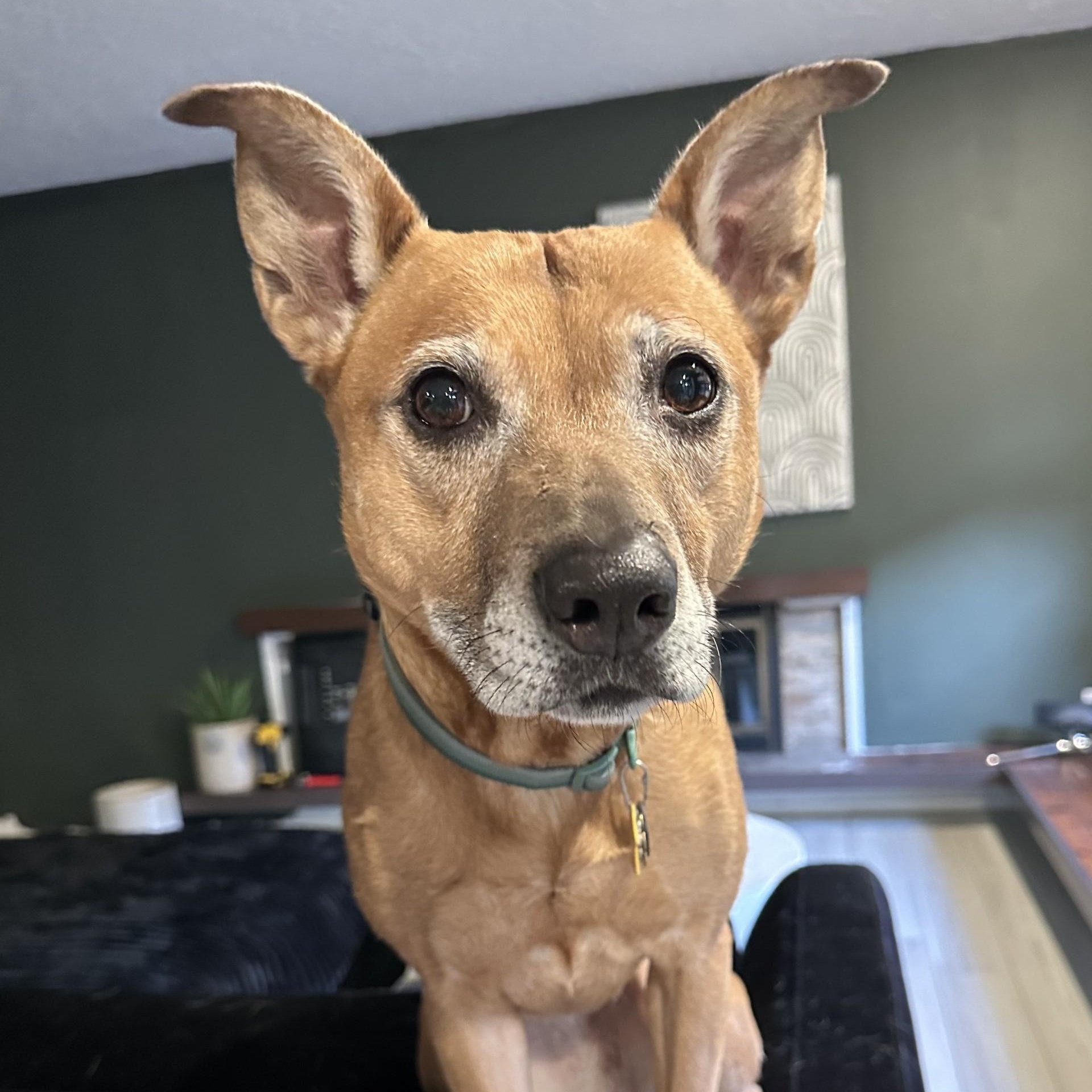 Enlarge Frannie, a Adoptable mixed breed in Portland, OR image 6/6