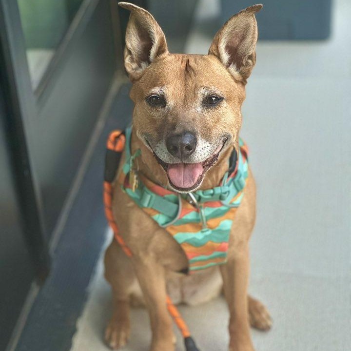 Frannie, a Adoptable mixed breed in Portland, OR image 2/3