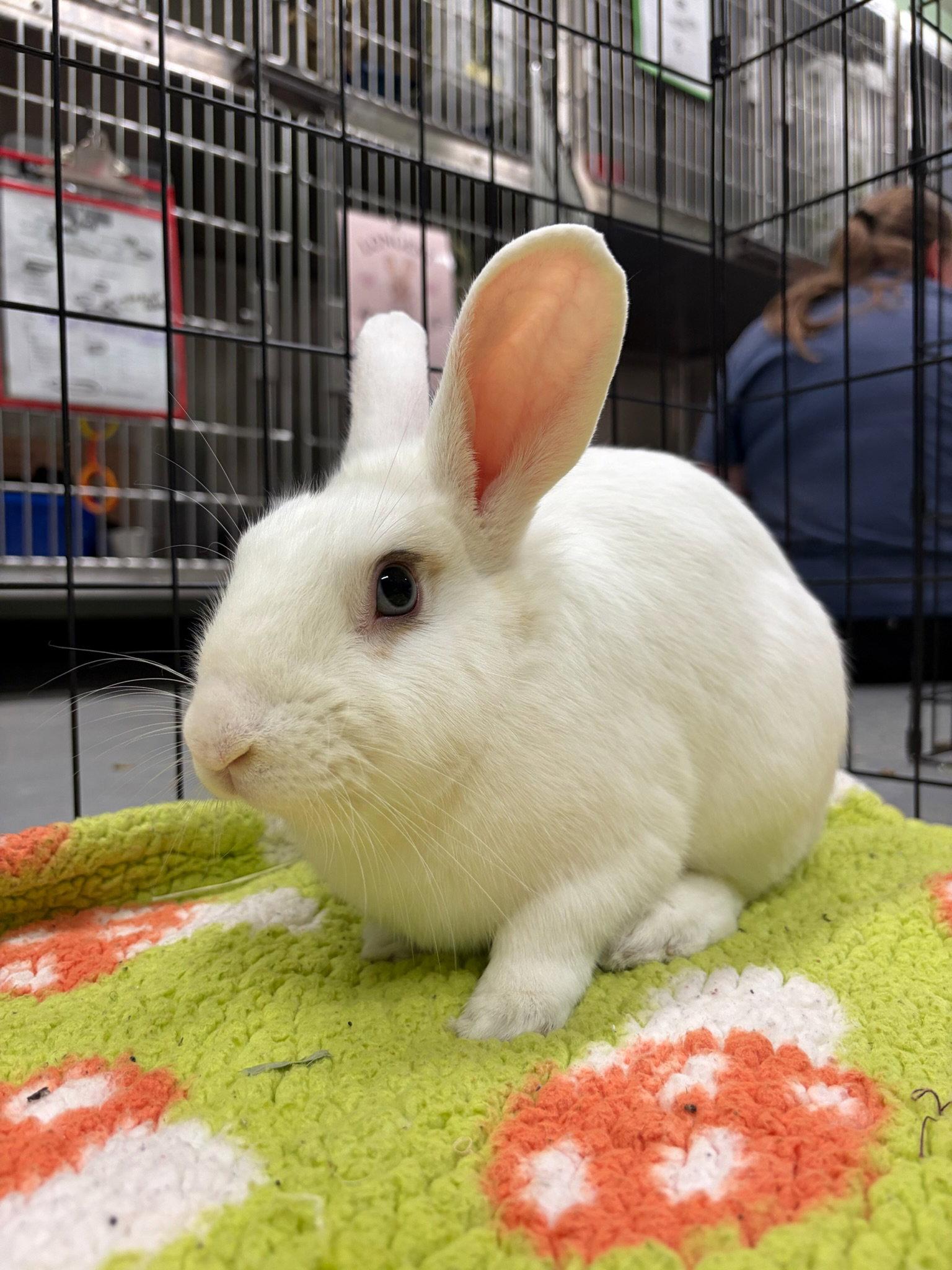 Bunanagram, Adoptable, Young Male American.