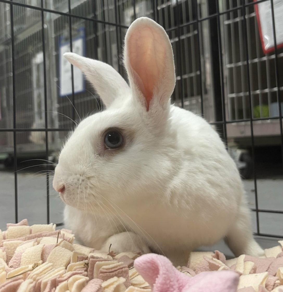 Enlarge Bunanagram, a Adoptable American in Oakland, CA image 1/1