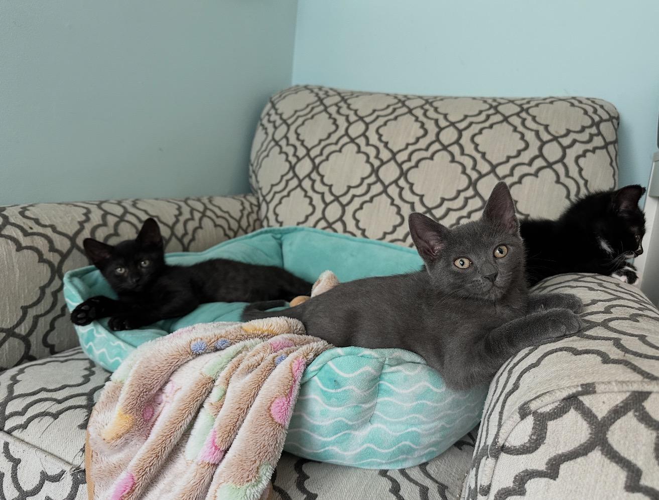 Enlarge Replay, a Adoptable Domestic Short Hair in Staten Island, NY image 4/6