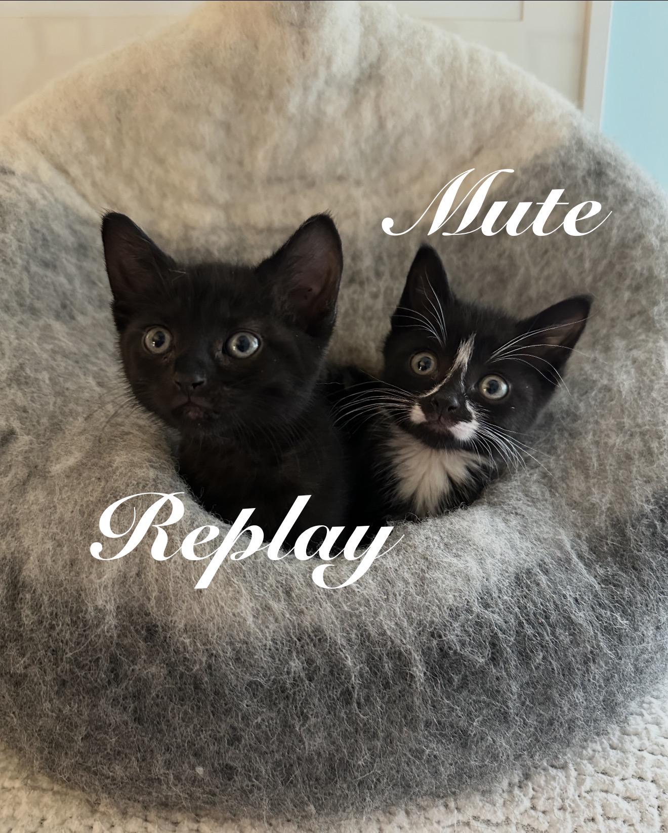 Enlarge Replay, a Adoptable Domestic Short Hair in Staten Island, NY image 3/6
