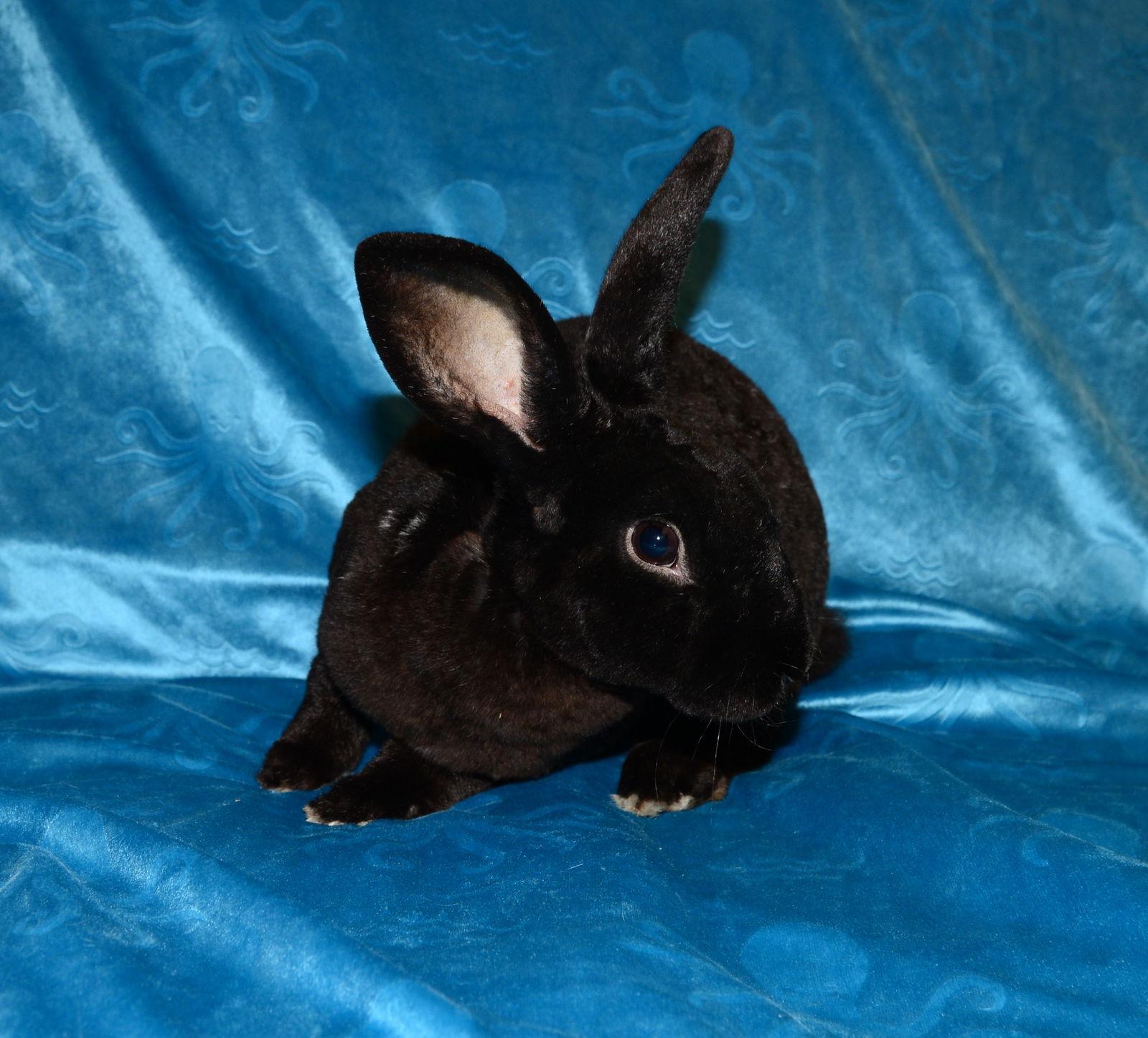 Enlarge Blackjack, a Adoptable Mini Rex in Chesterfield, MO image 1/3