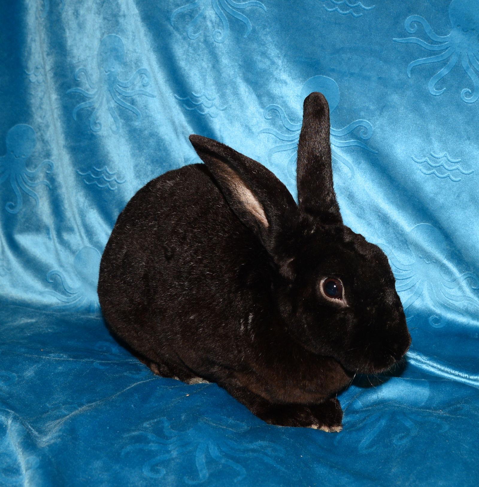 Enlarge Blackjack, a Adoptable Mini Rex in Chesterfield, MO image 2/3