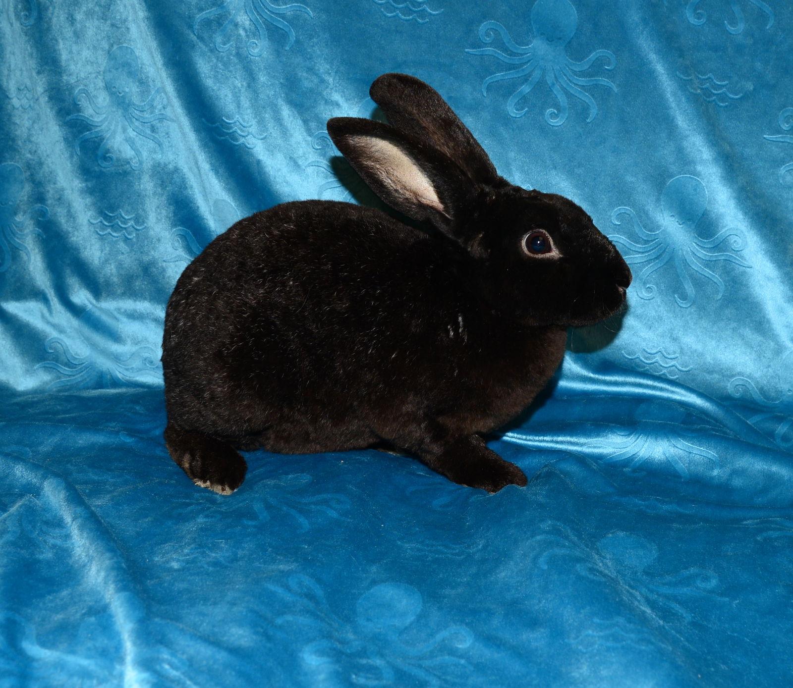 Enlarge Blackjack, a Adoptable Mini Rex in Chesterfield, MO image 3/3