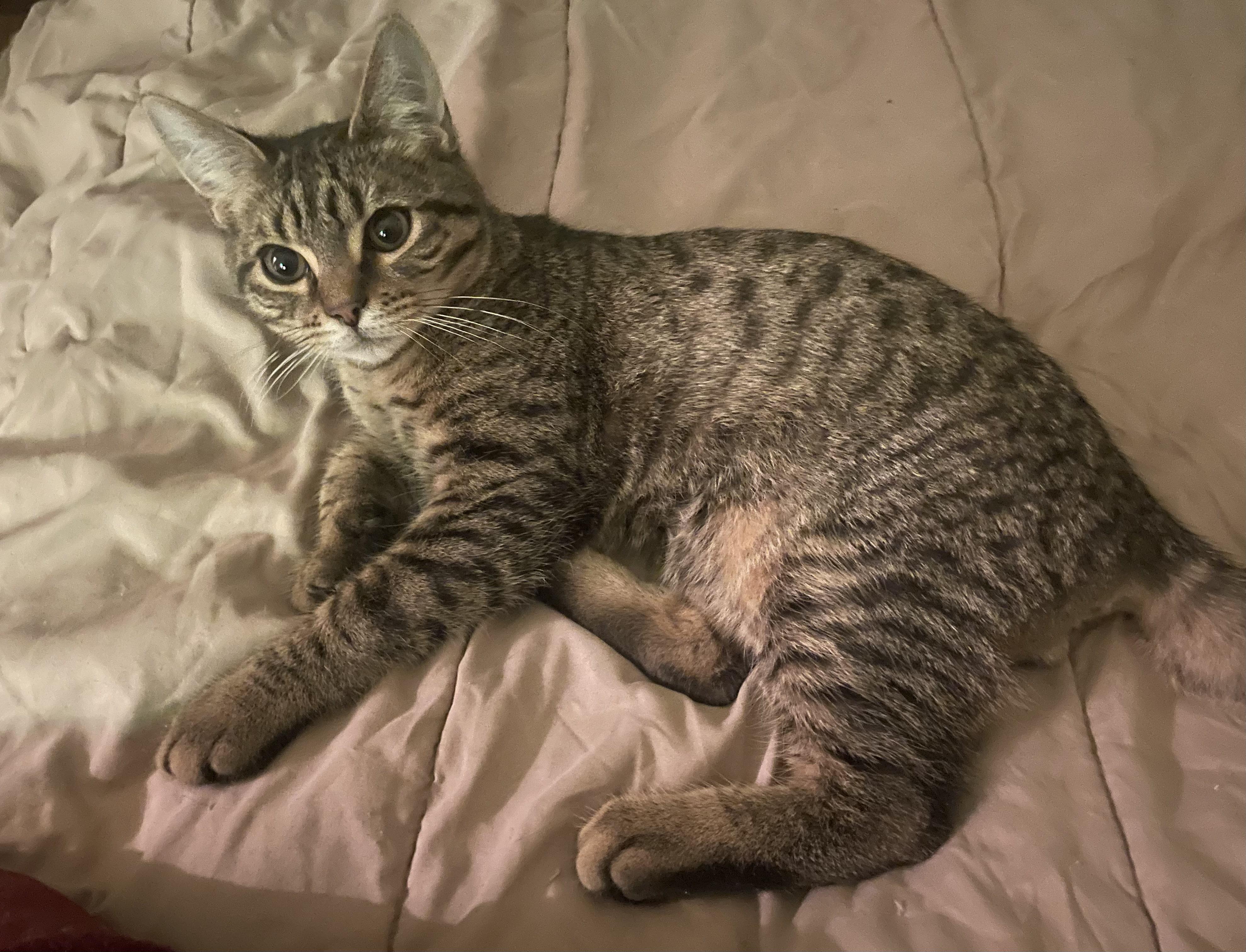 Enlarge Timmy, a ADOPTABLE Domestic Short Hair in Troy, NY image 1/1