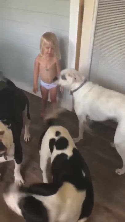 Enlarge Rex, a Adopted mixed breed in Seattle, WA video 5/9