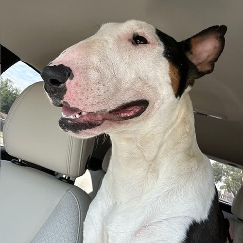 Charlie, Adopted, Young Male Bull Terrier.