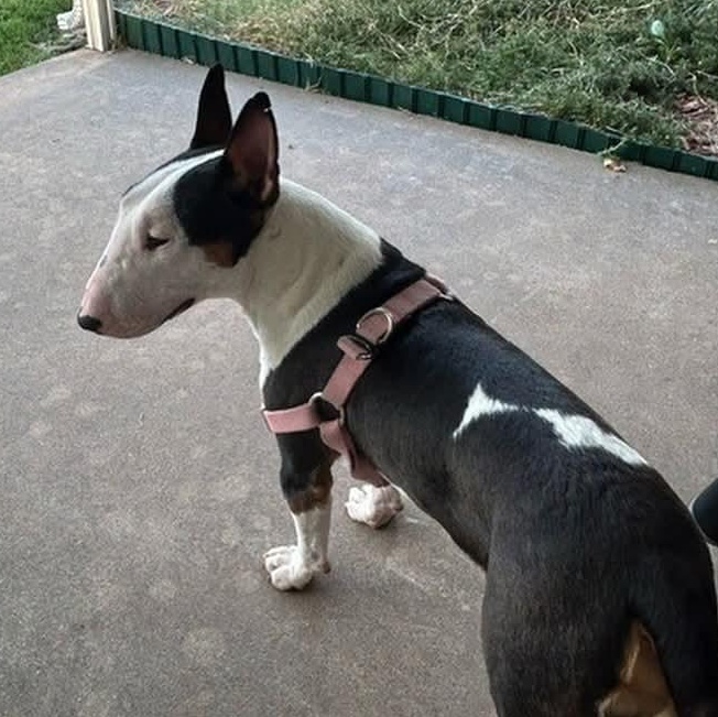 Enlarge Charlie, a Adopted Bull Terrier in Edmond, OK image 2/4