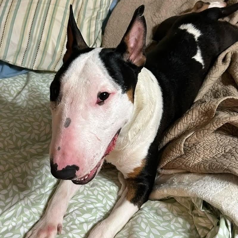 Enlarge Charlie, a Adopted Bull Terrier in Edmond, OK image 3/4