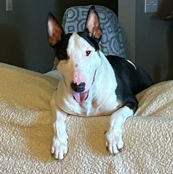 Enlarge Charlie, a Adopted Bull Terrier in Edmond, OK image 4/4