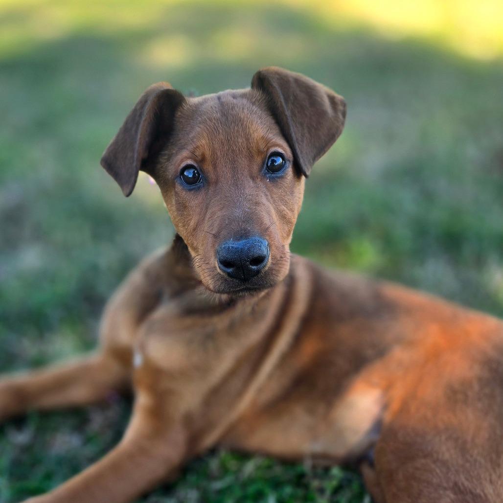 Falcon, Adoptable, Puppy Male Mixed Breed.