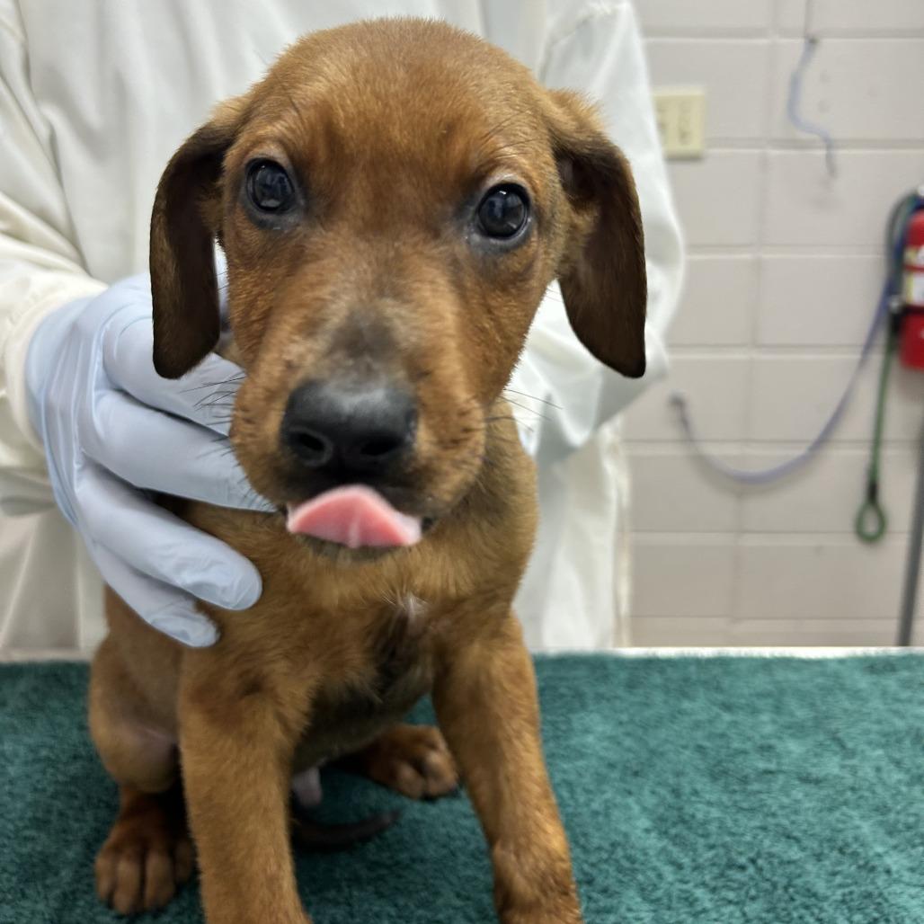 Falcon, Adoptable, Puppy Male Mixed Breed.