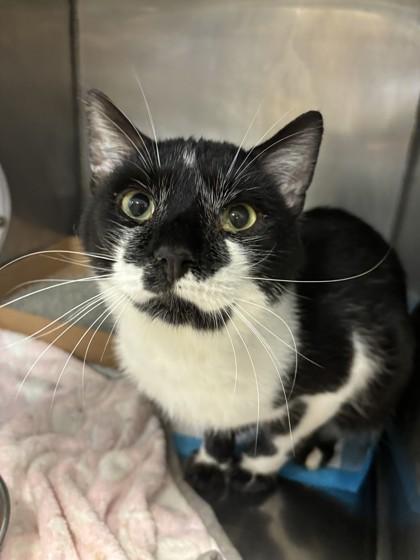 Enlarge Batman, an adopted Domestic Short Hair in Lafayette, IN image 1/1