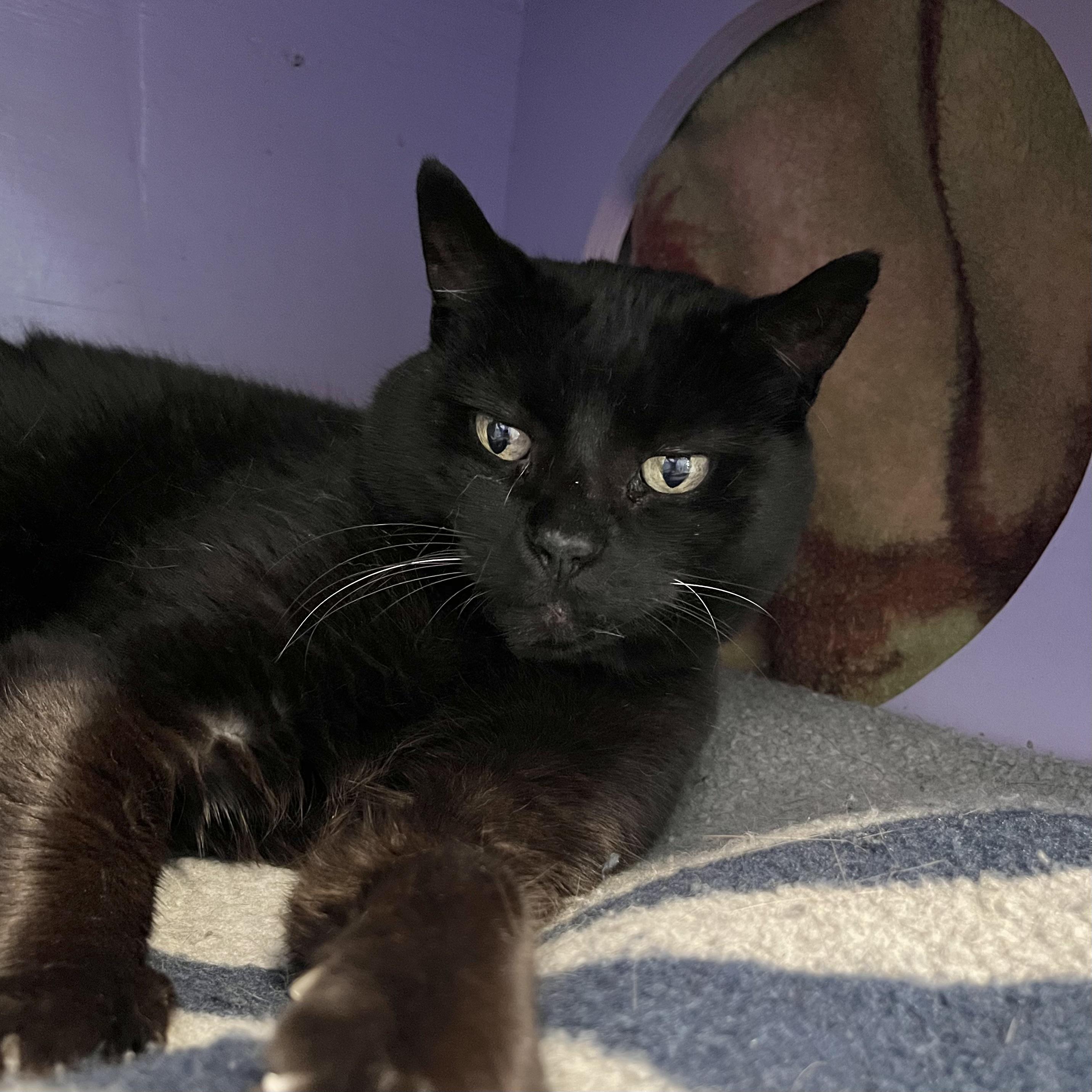 Enlarge Mindy, an adoptable Domestic Short Hair in Victor, NY image 1/4