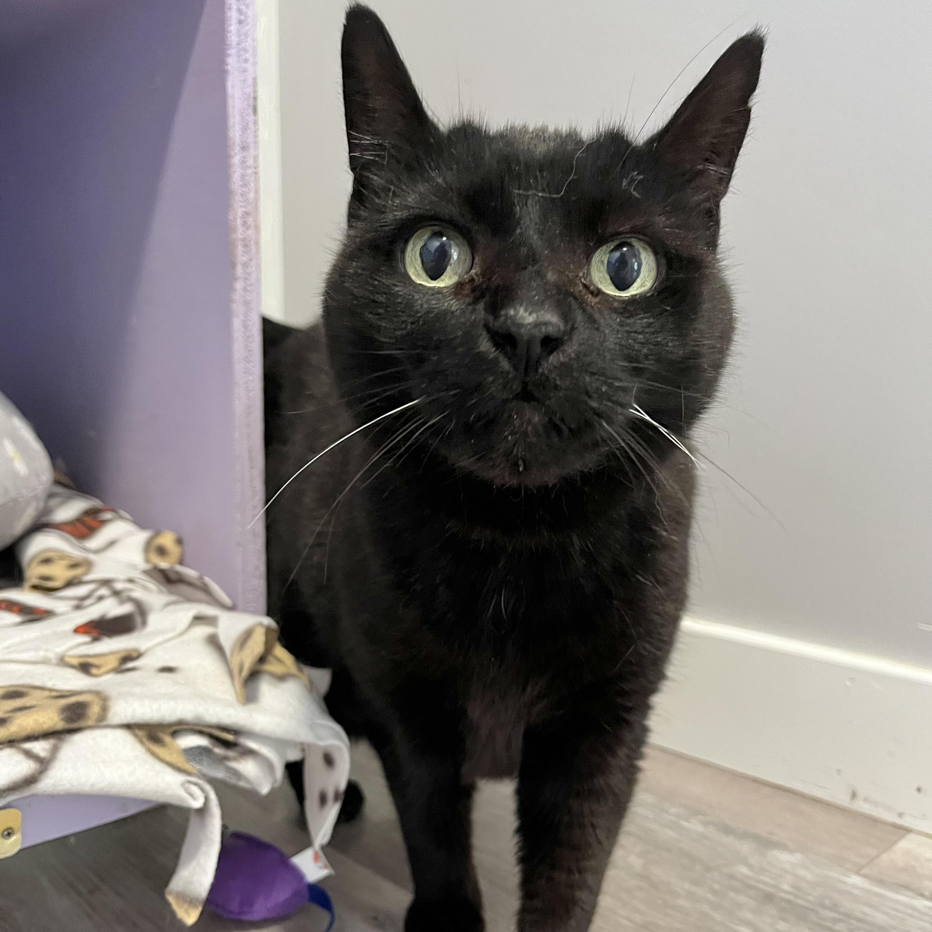 Enlarge Mindy, an adoptable Domestic Short Hair in Victor, NY image 2/4