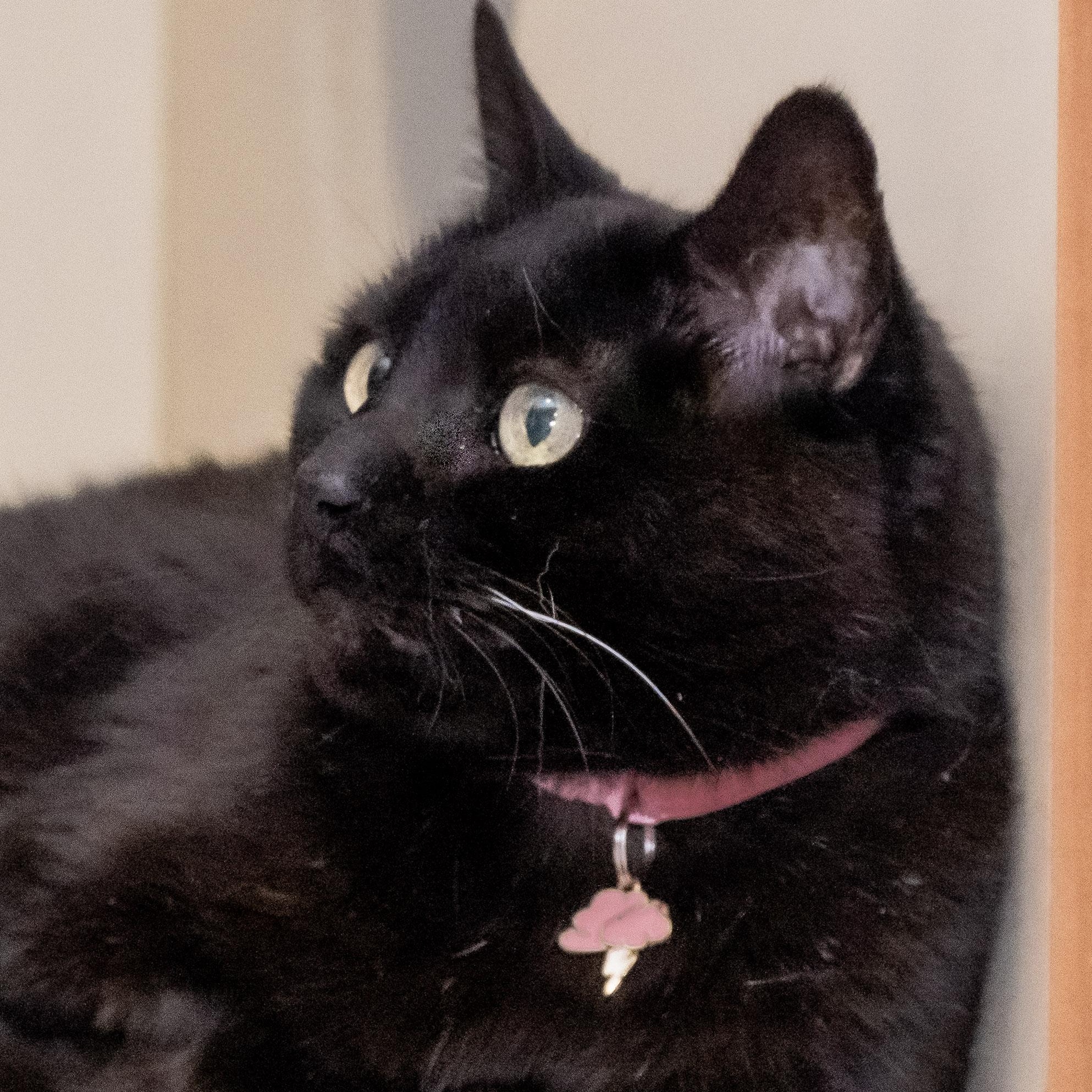 Enlarge Mindy, an adopted Domestic Short Hair in Victor, NY image 1/6