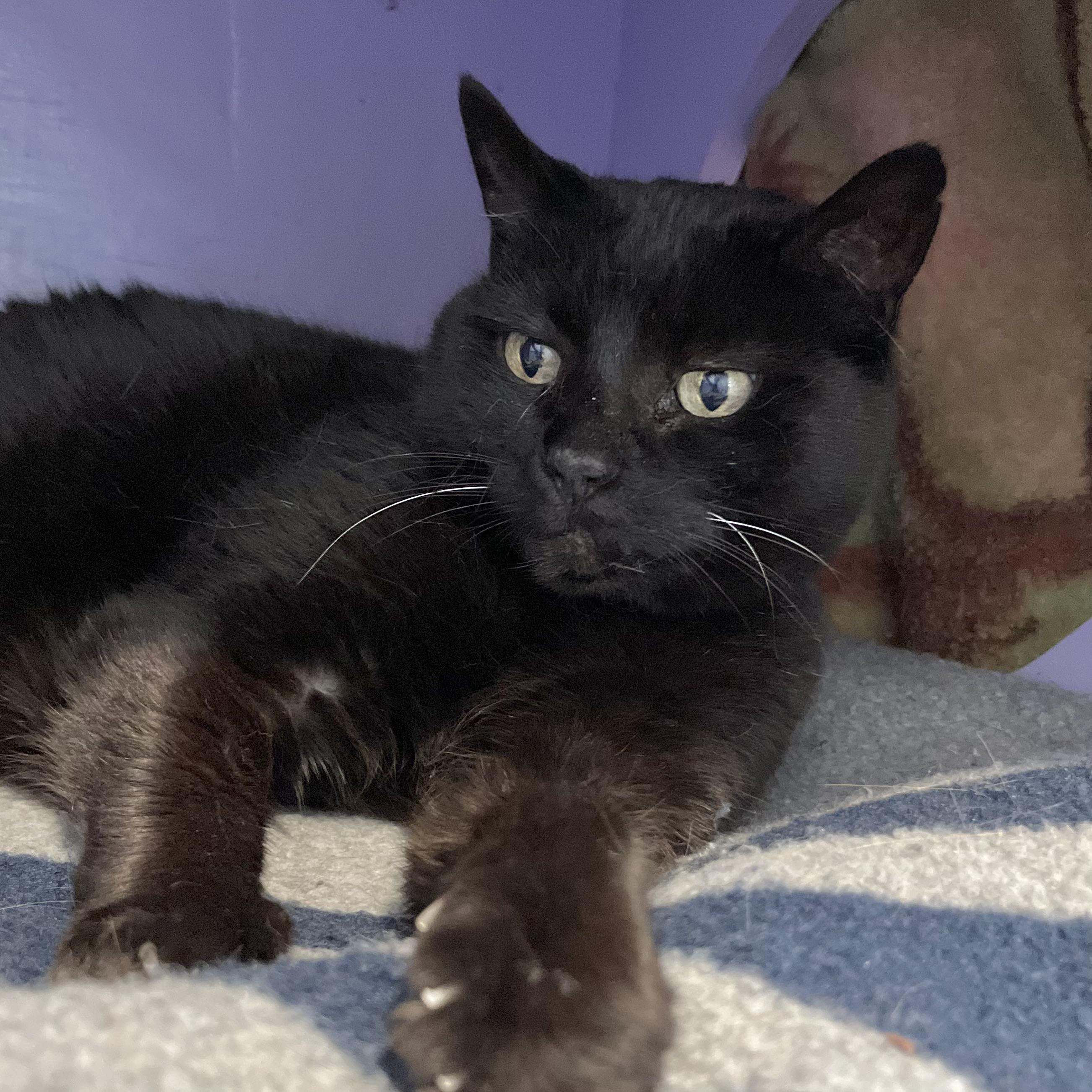 Enlarge Mindy, an adoptable Domestic Short Hair in Victor, NY image 4/4