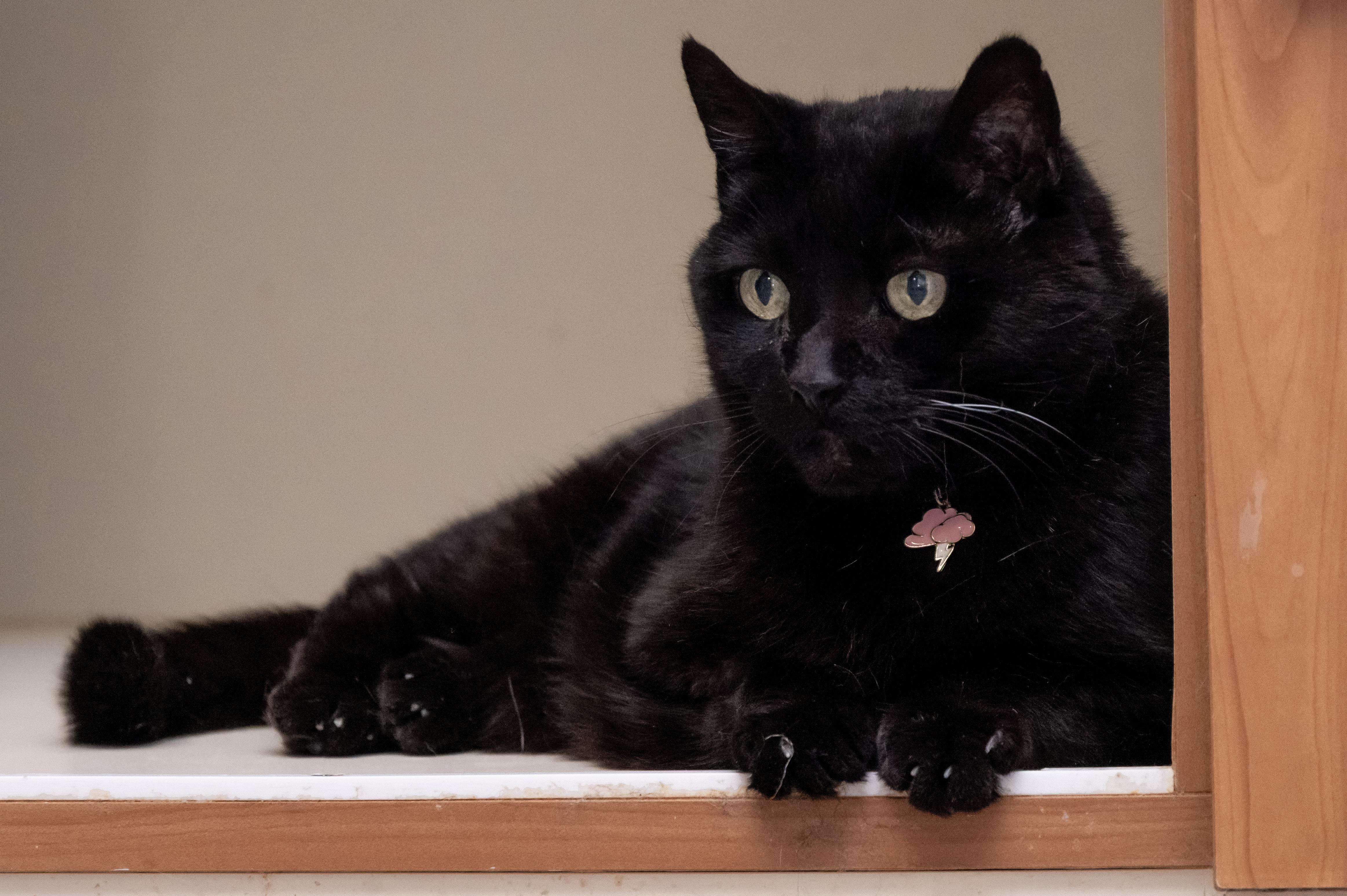 Enlarge Mindy, an adopted Domestic Short Hair in Victor, NY image 2/6