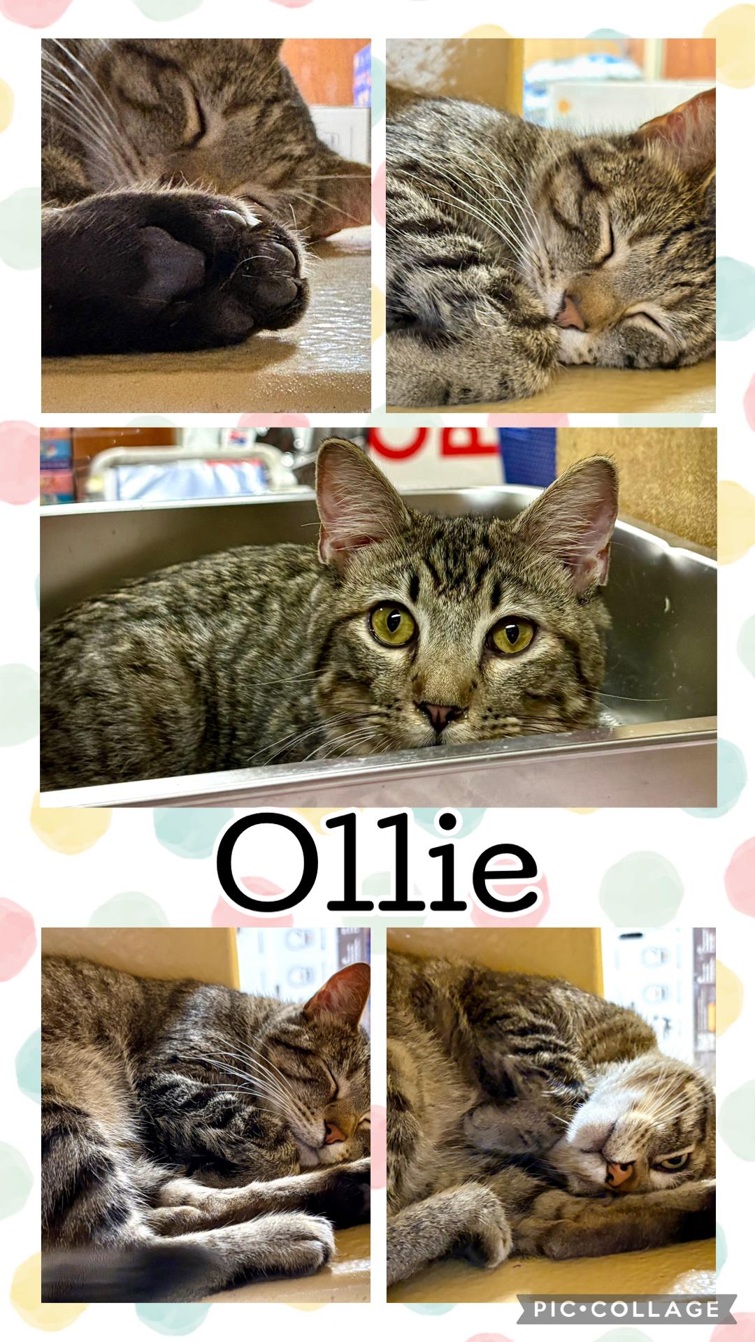 Enlarge OLLIE, a ADOPTABLE Tabby in Lawton, OK image 1/1