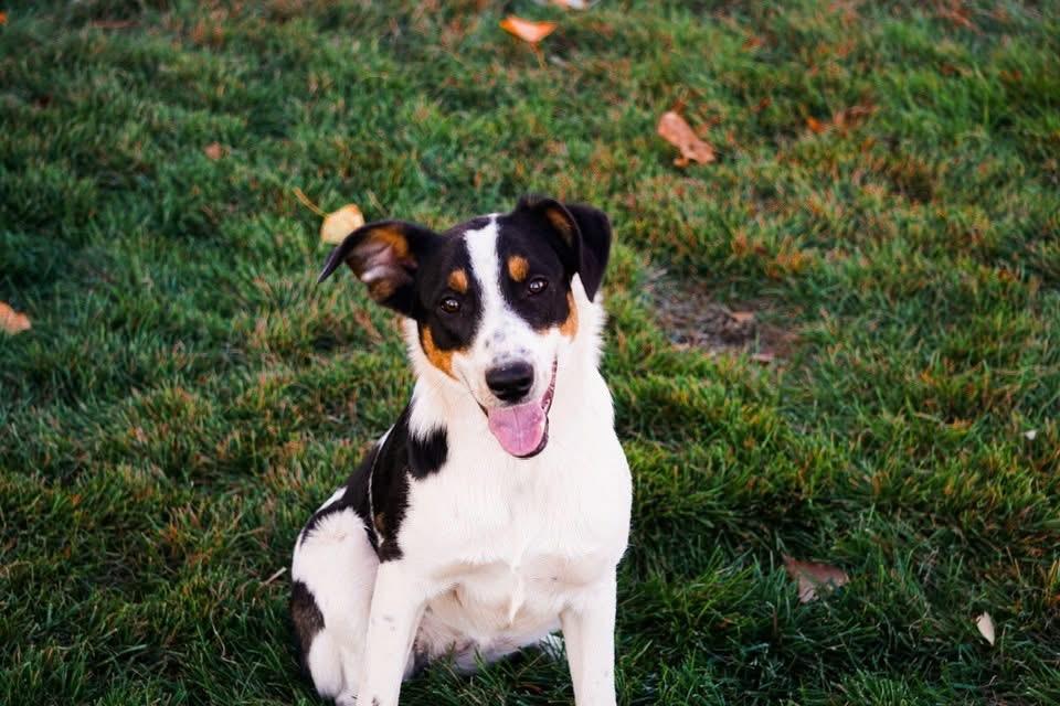 Keeva, Adoptable, Young Female Border Collie & Hound.