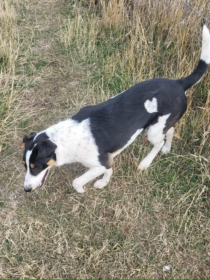 Keeva, a Adoptable mixed breed in Montpelier, ID image 2/2