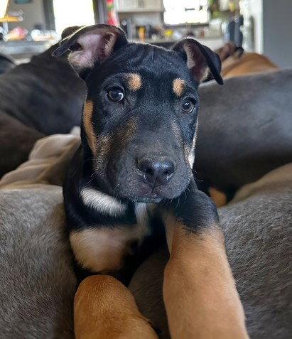Asher, Adoptable, Puppy Male Pit Bull Terrier.