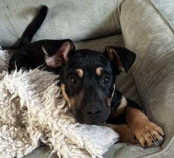 Asher, a Adoptable Pit Bull Terrier in Evergreen, CO image 2/3