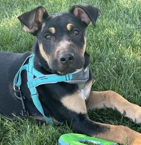 Asher, a Adoptable Pit Bull Terrier in Evergreen, CO image 3/3